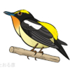 kibitaki-Nercissus Flycatcher