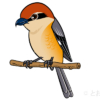 モズBull-headed Shrike