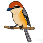 モズBull-headed Shrike