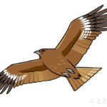 tobi-Black kite