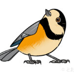 yamagara-Varied Tit