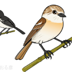 nobitaki-African stonechat